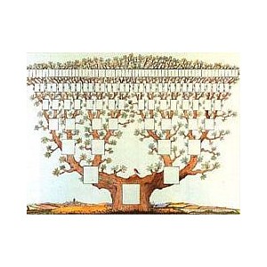 Arbre 7 g&eacute;n&eacute;rations - Oiseau